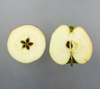 Slesvigsk Jordbæræble